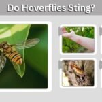 Do Hoverflies Sting? Bite Risks, Safety, and Identification