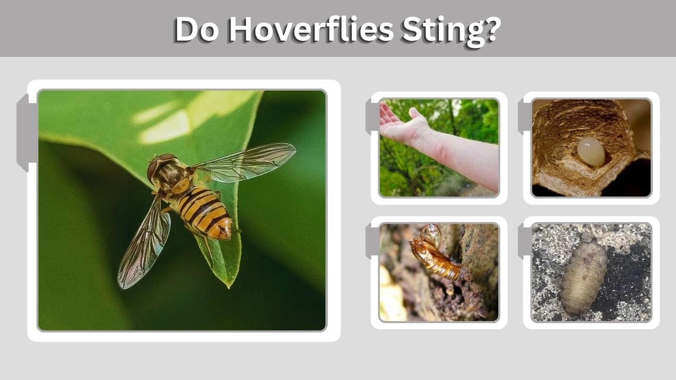 Do Hoverflies Sting? Bite Risks, Safety, and Identification
