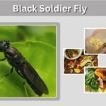 Black Soldier Fly: Larvae, Life Cycle, Farming & Benefits