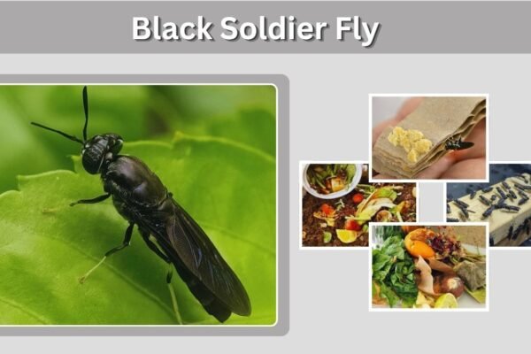 Black Soldier Fly: Larvae, Life Cycle, Farming & Benefits