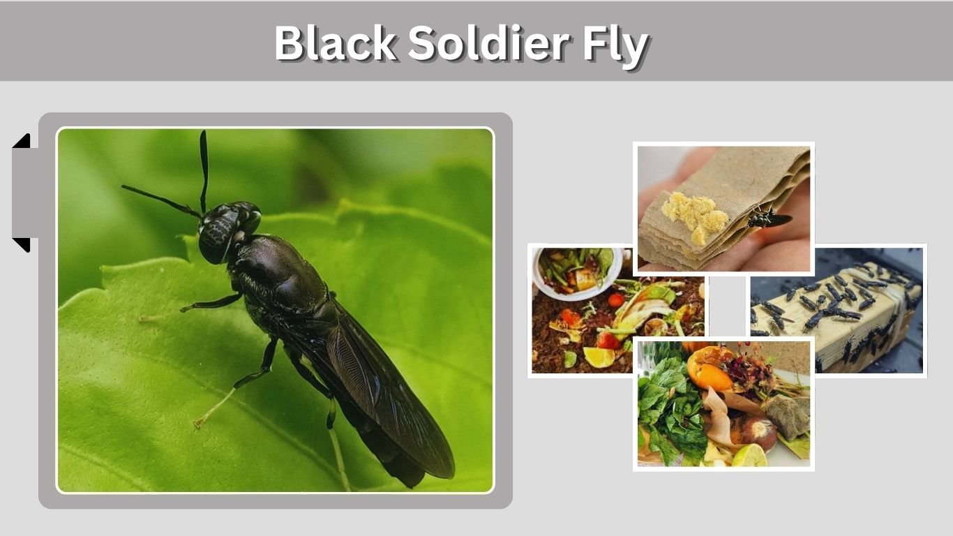 Black Soldier Fly: Larvae, Life Cycle, Farming & Benefits