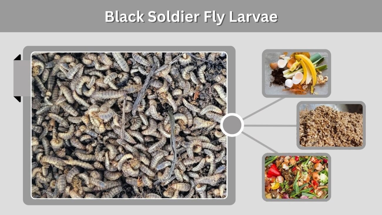 Black Soldier Fly Larvae
