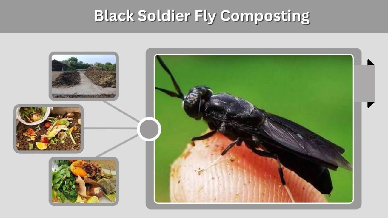 Black Soldier Fly Composting
