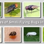 23 Types of Small Flying Bugs in House: Identification with Pictures