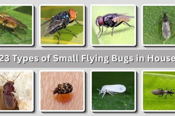 23 Types of Small Flying Bugs in House: Identification with Pictures