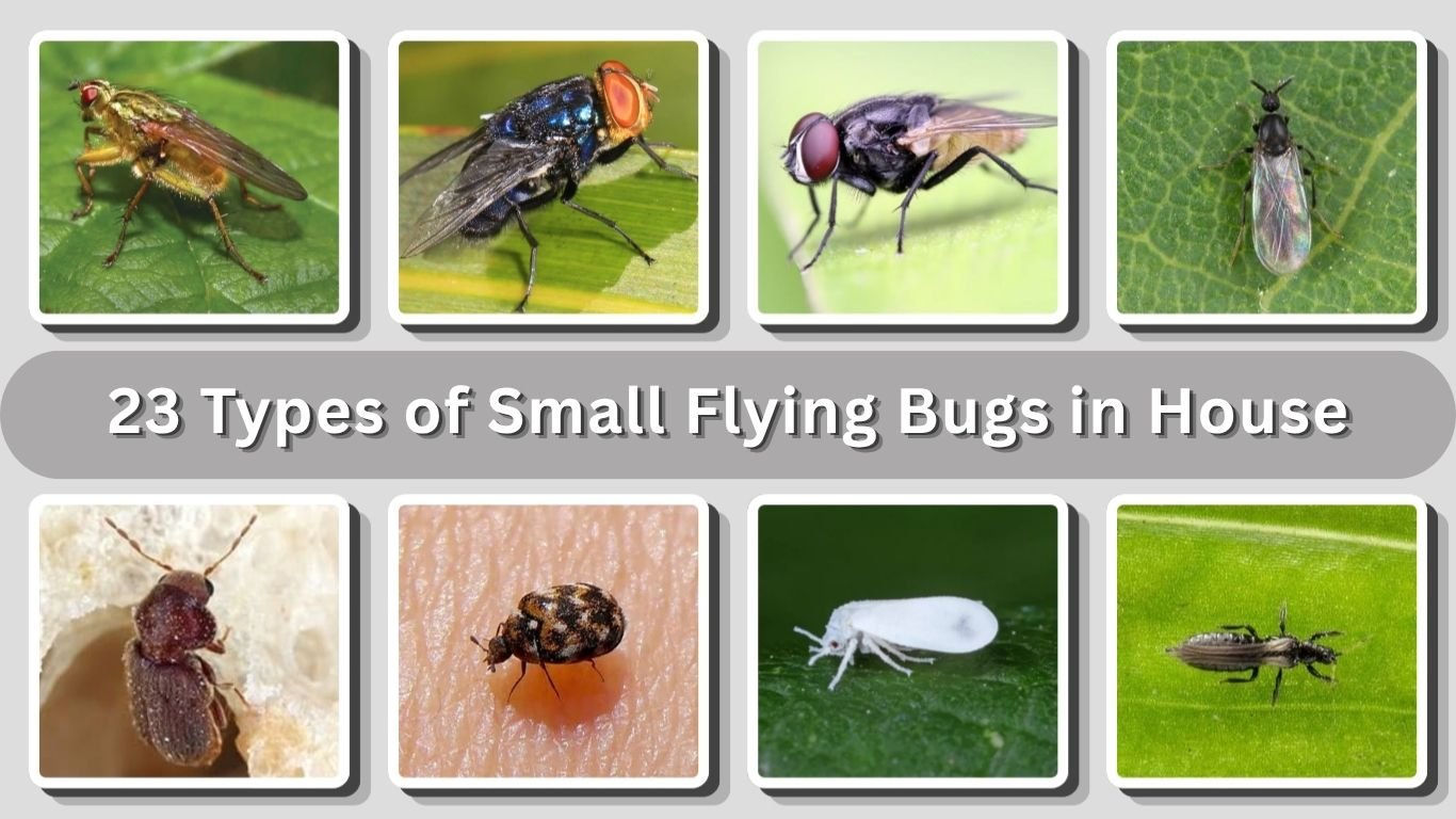 23 Types of Small Flying Bugs in House: Identification with Pictures