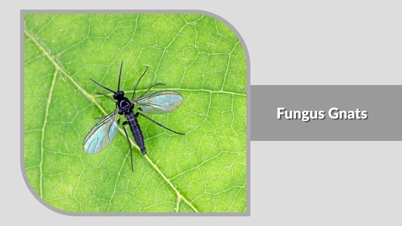 1. Fungus Gnats