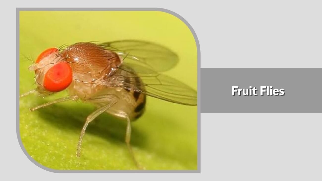 2. Fruit Flies