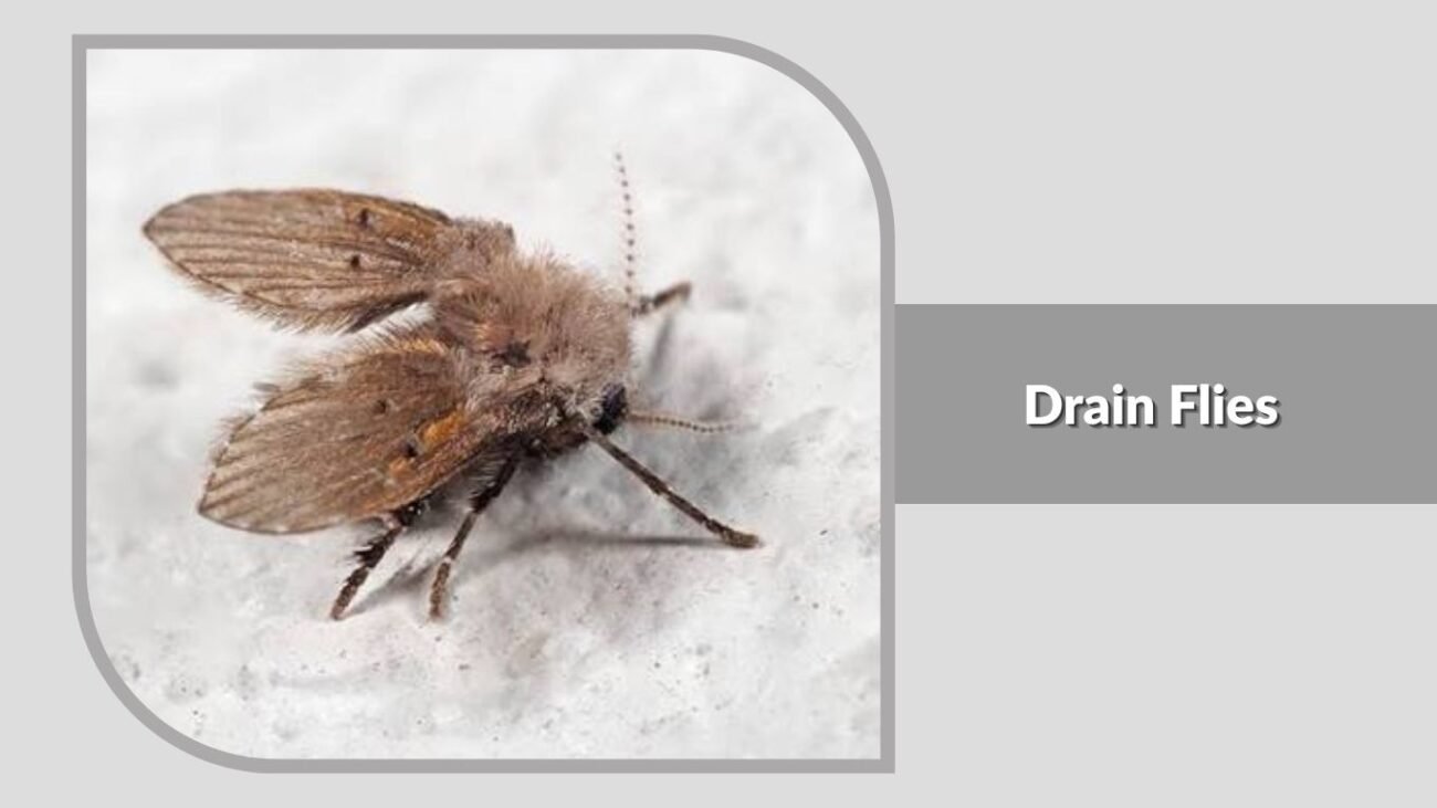 3. Drain Flies