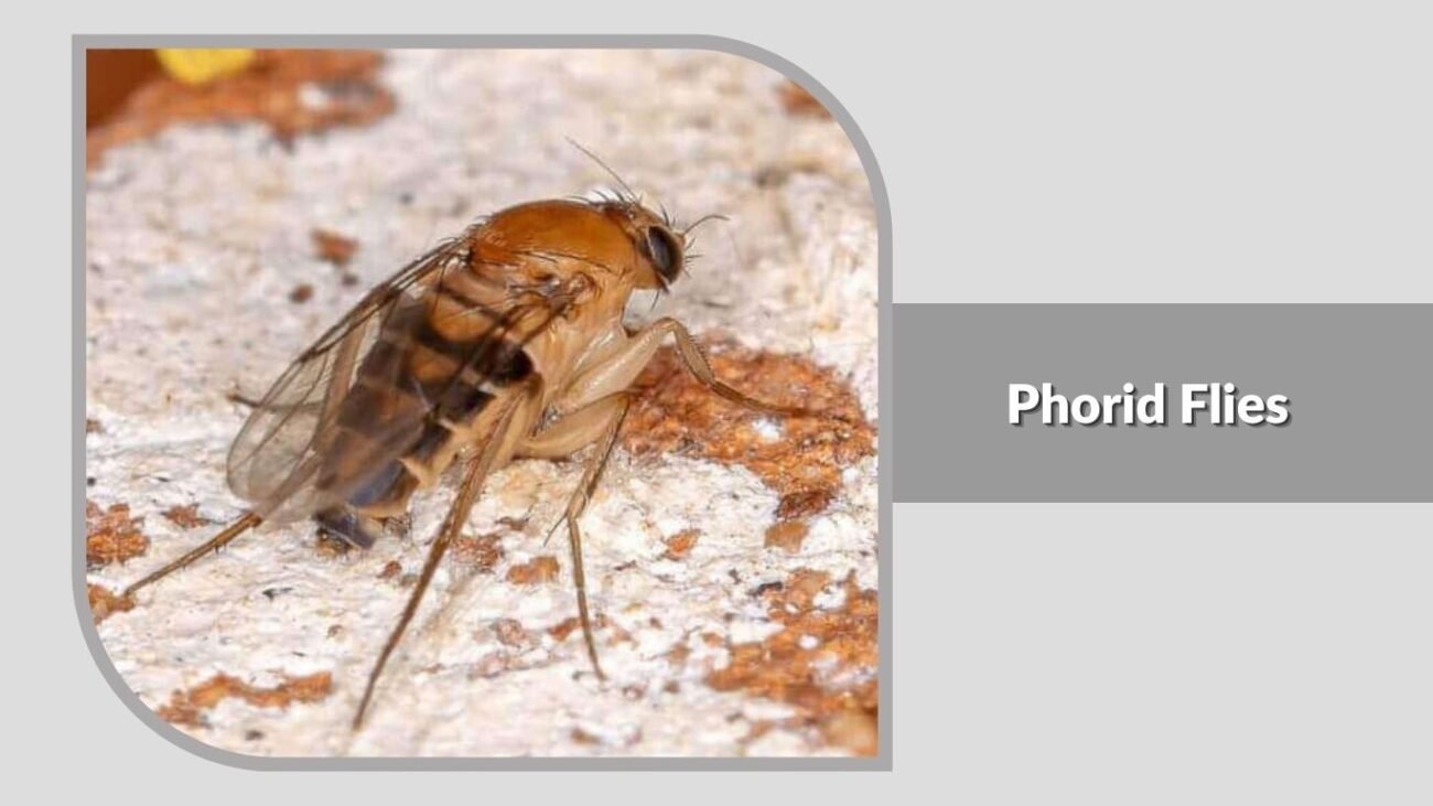 4. Phorid Flies