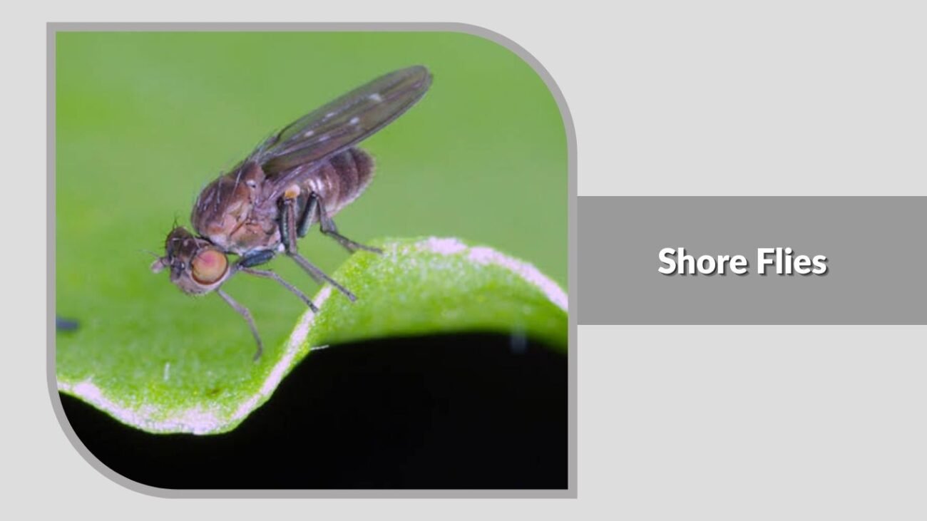 5. Shore Flies