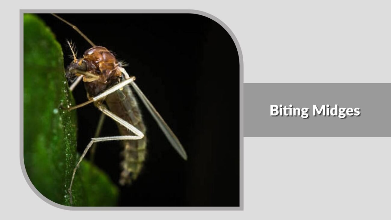6. Biting Midges