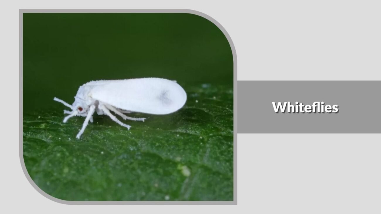 9. Whiteflies