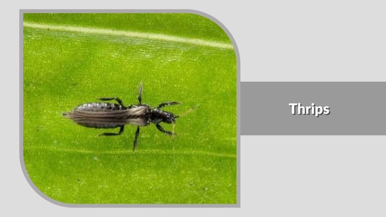 10. Thrips