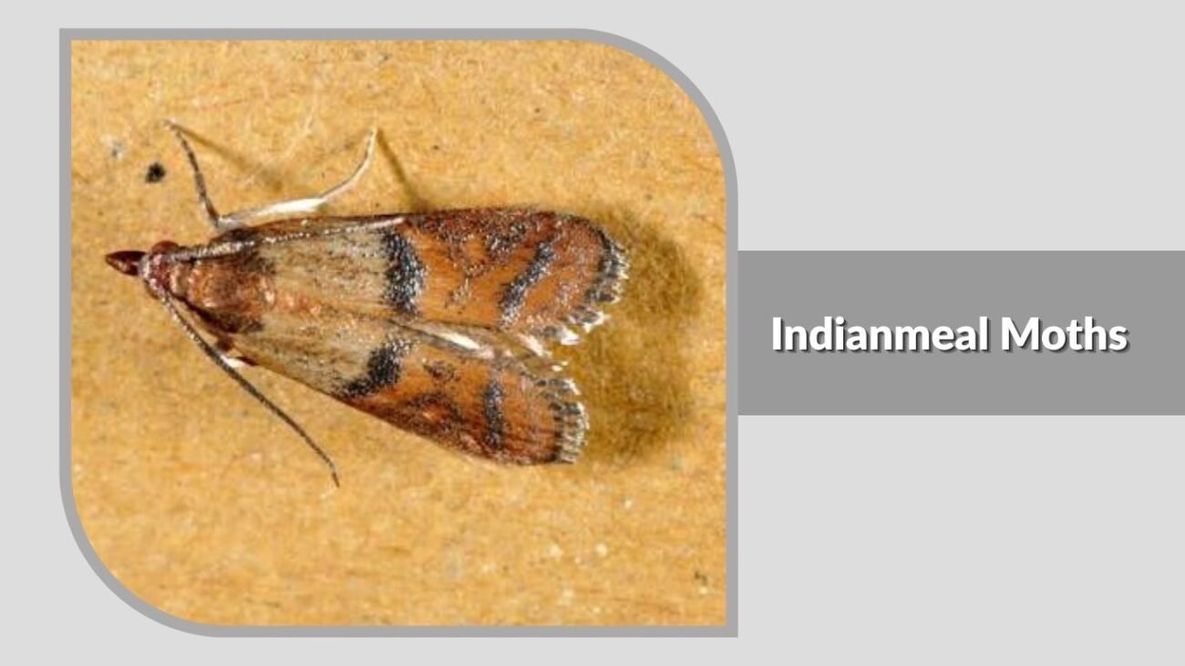 13. Indianmeal Moths