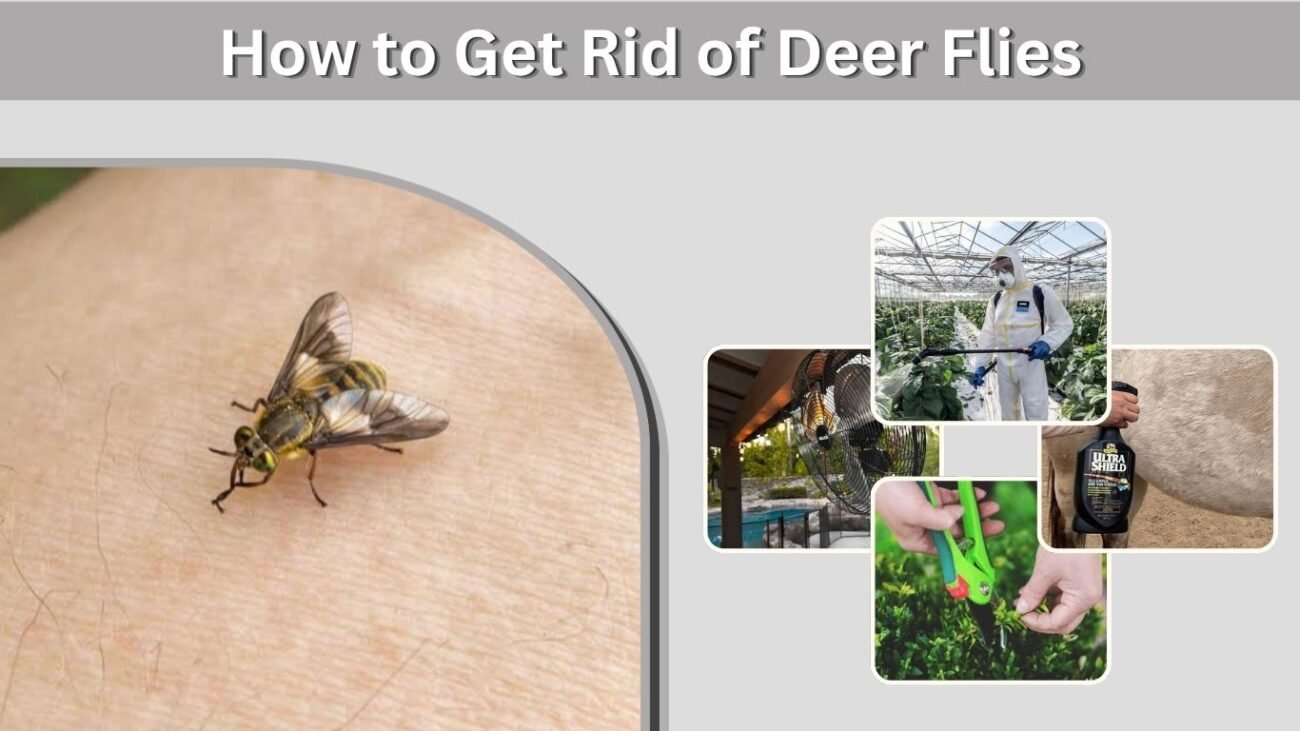 How to Get Rid of Deer Flies in Your Yard, Pool, and Home