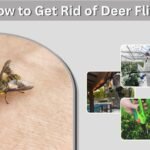 How to Get Rid of Deer Flies in Your Yard, Pool, and Home