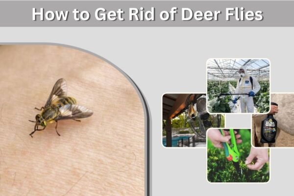 How to Get Rid of Deer Flies in Your Yard, Pool, and Home