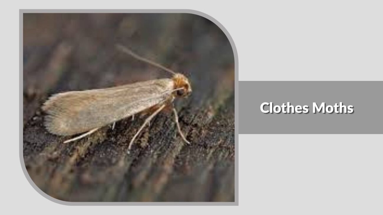 14. Clothes Moths