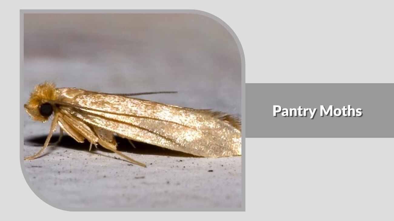 15. Pantry Moths
