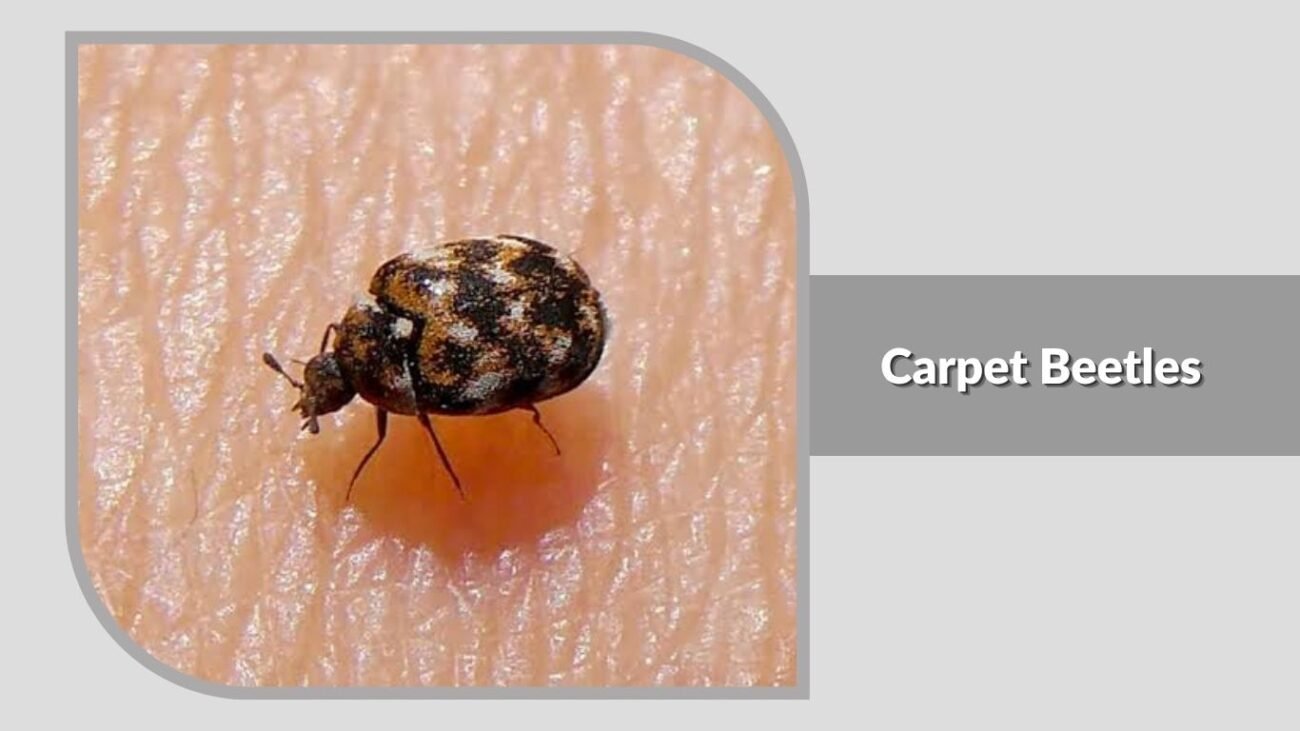 16. Carpet Beetles