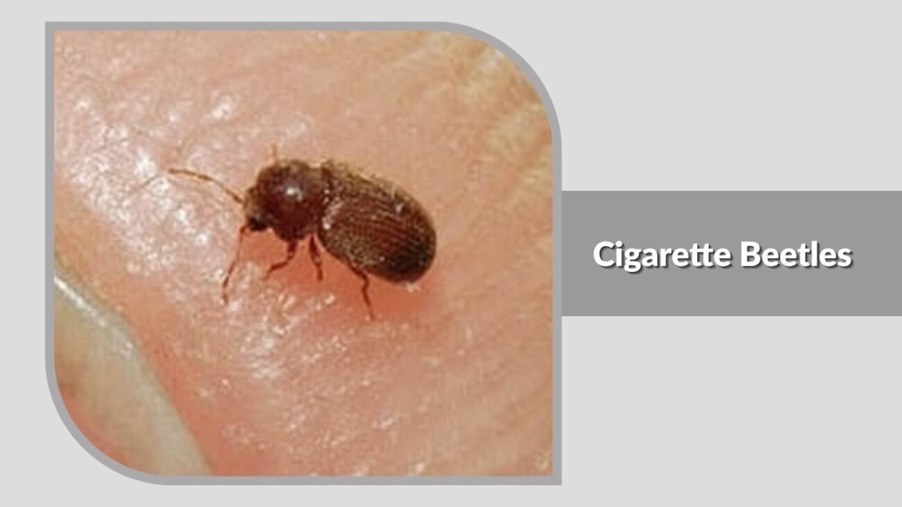 17. Cigarette Beetles