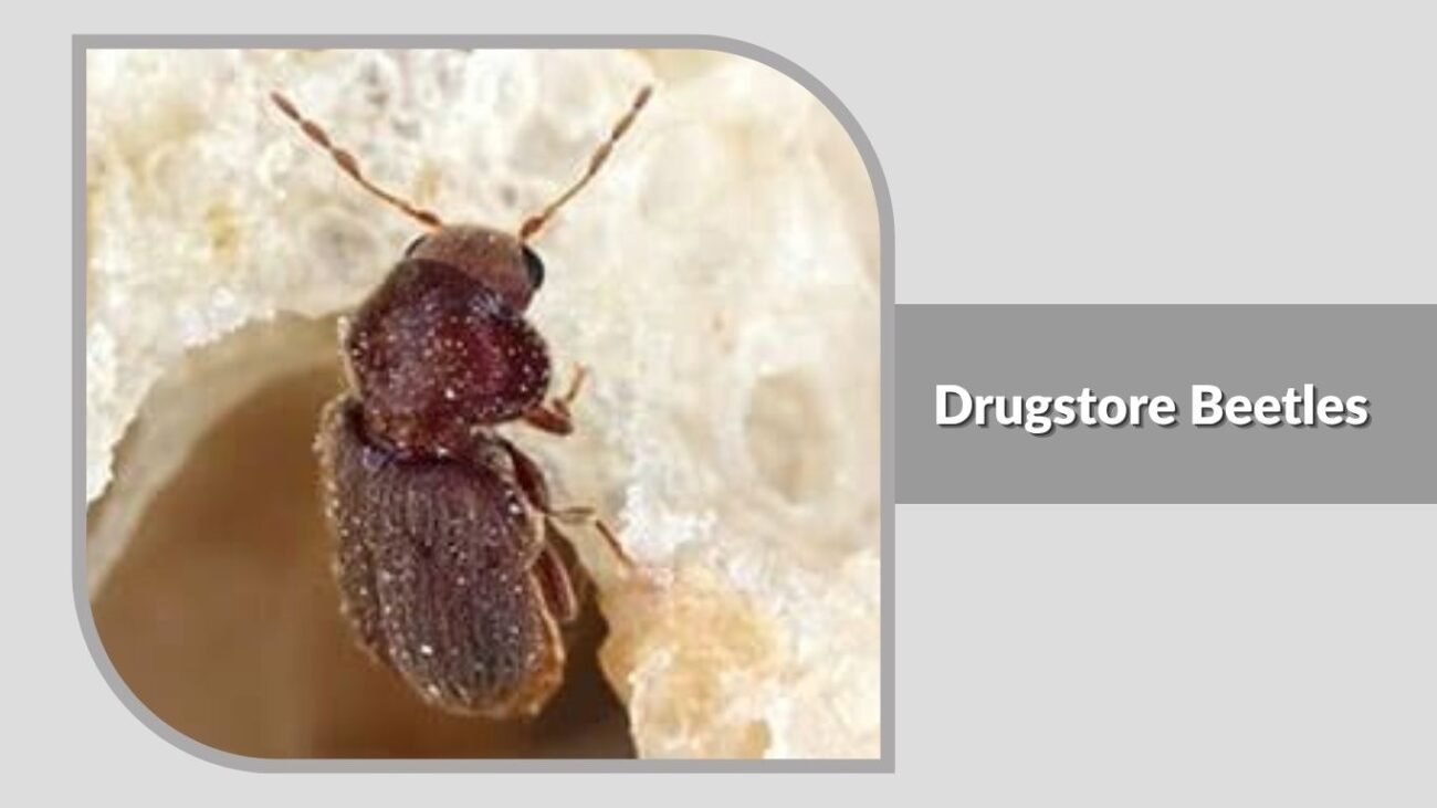 18. Drugstore Beetles