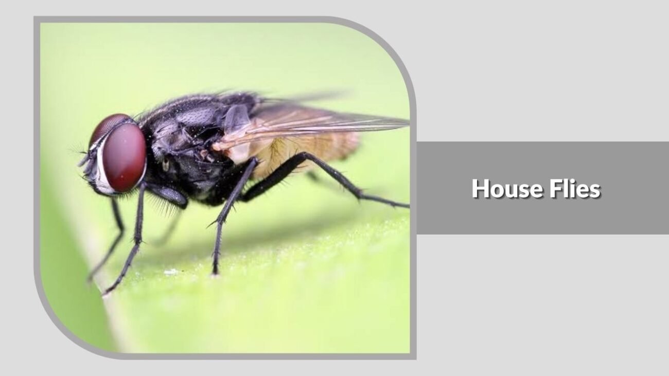 19. House Flies