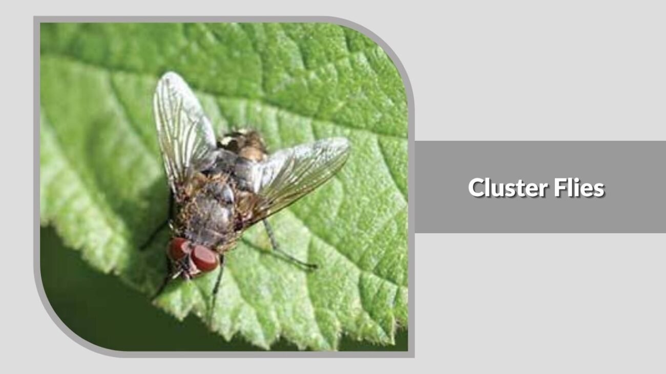 20. Cluster Flies