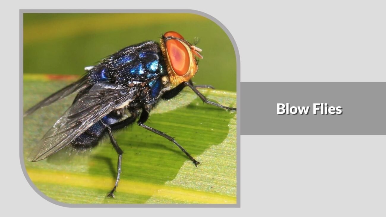 21. Blow Flies