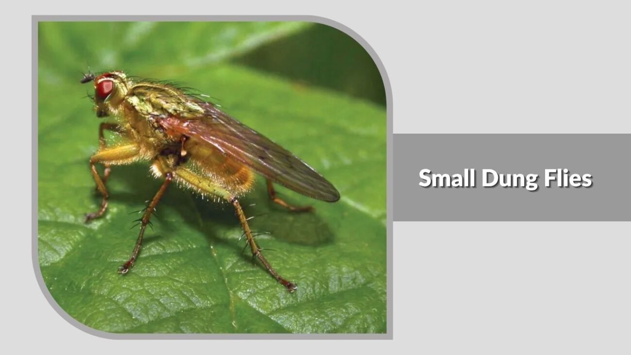 22. Small Dung Flies