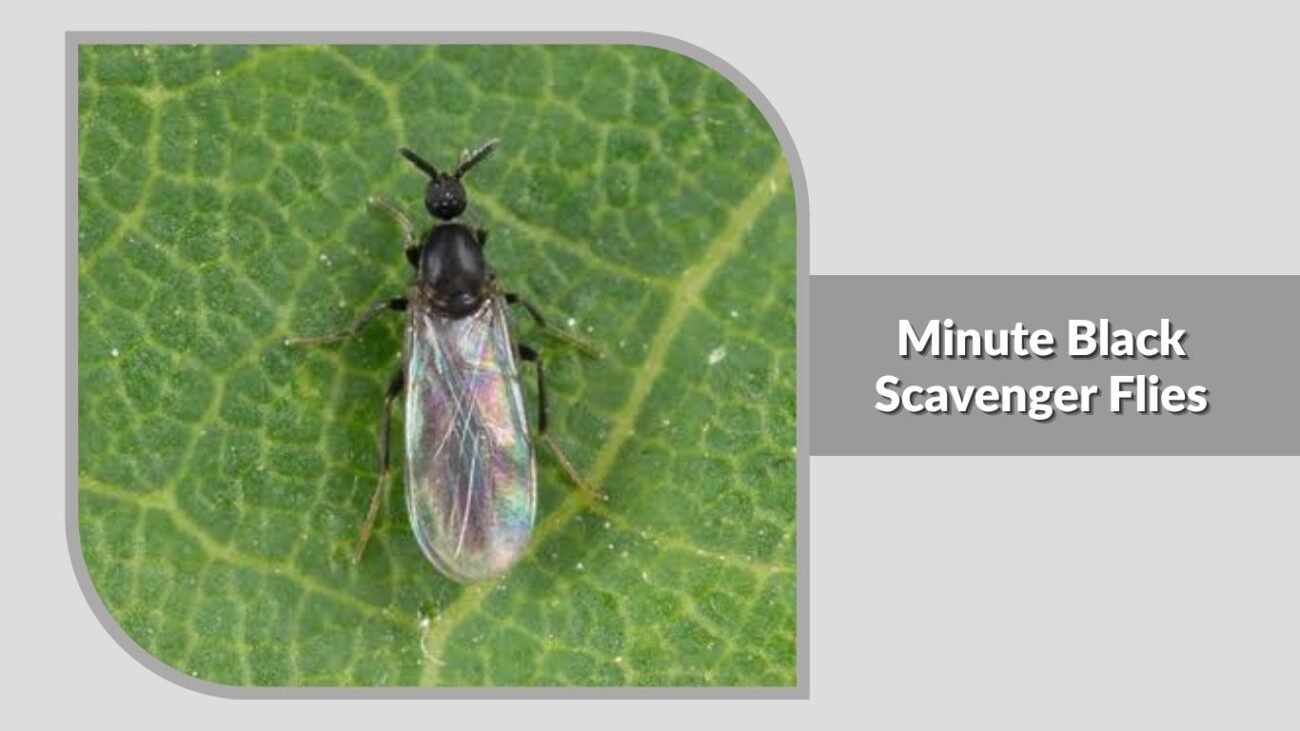 23. Minute Black Scavenger Flies