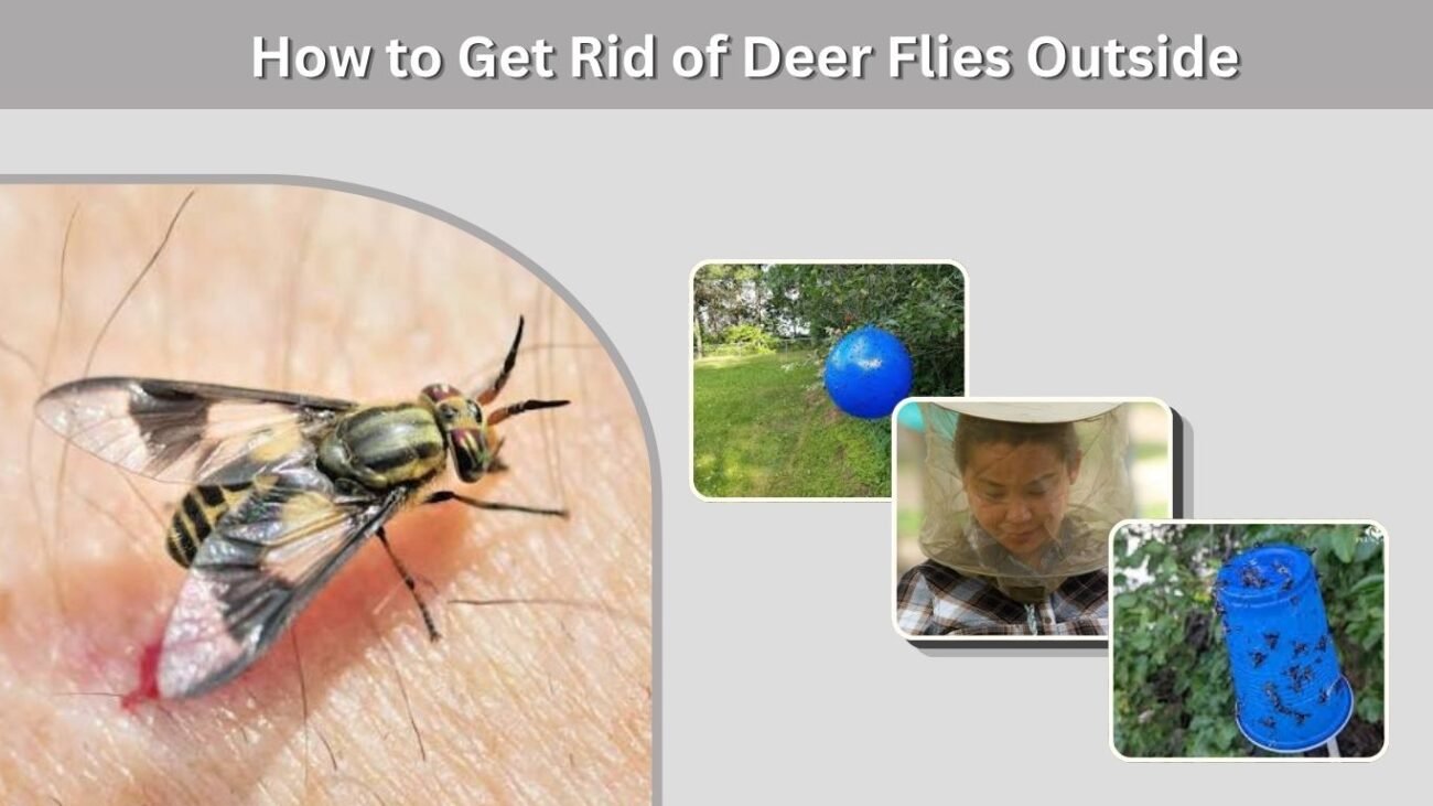 How to Get Rid of Deer Flies Outside