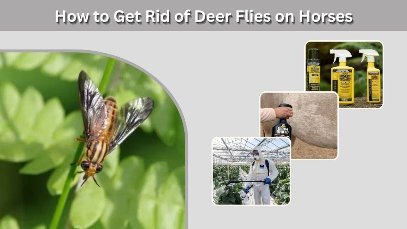 How to Get Rid of Deer Flies on Horses