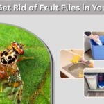 How to Get Rid of Fruit Flies in Your House Fast & Easy