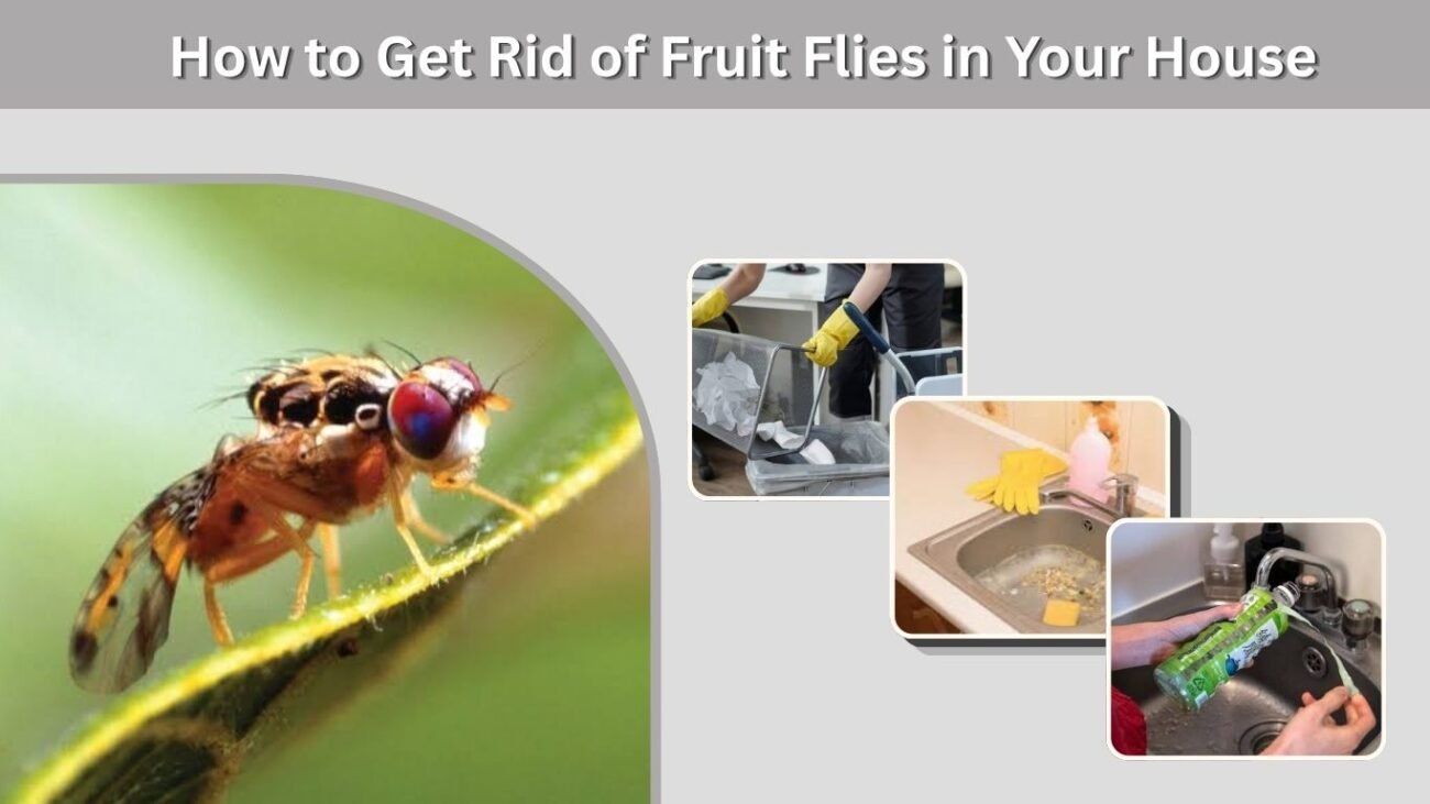 How to Get Rid of Fruit Flies in Your House