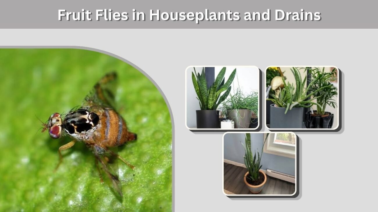 Fruit Flies in Houseplants and Drains