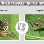 Fruit Flies vs Fungus Gnats: Identification & Control
