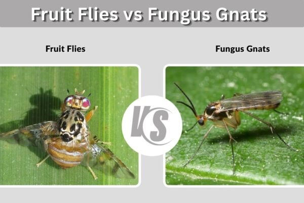 Fruit Flies vs Fungus Gnats: Identification & Control