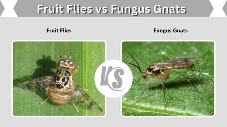 Fruit Flies vs Fungus Gnats: Identification & Control
