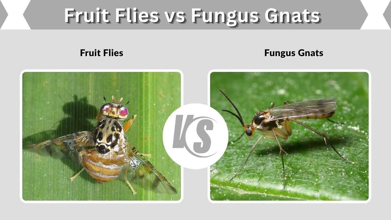 Fruit Flies vs Fungus Gnats: Identification & Control