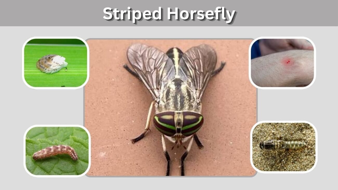 Striped Horsefly: Identification, Bite, Larvae, and UK Facts