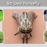 Striped Horsefly: Identification, Bite, Larvae, and UK Facts