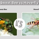 Sweat Bee vs Hoverfly: Key Differences and Identification