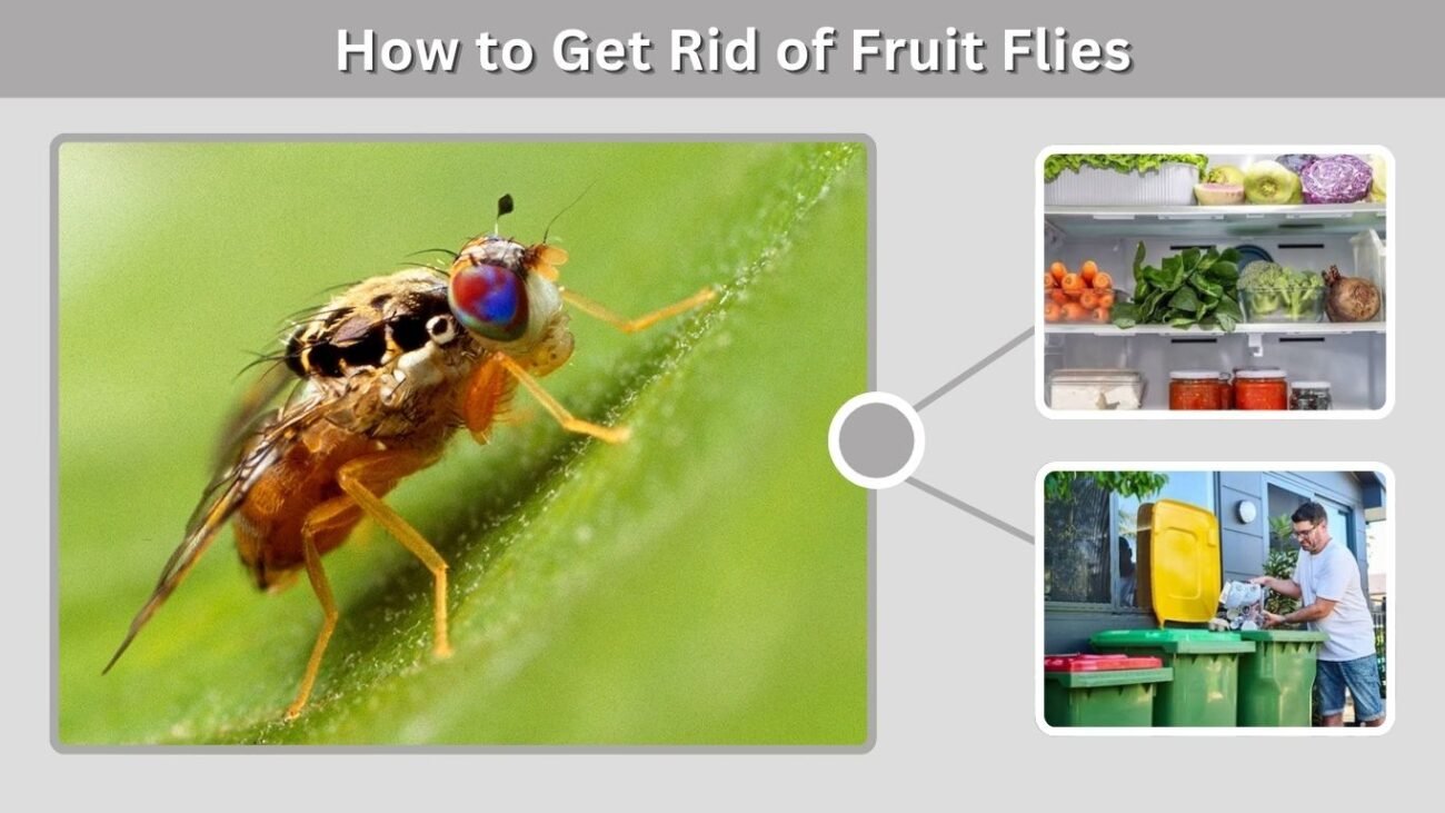 How to Get Rid of Fruit Flies