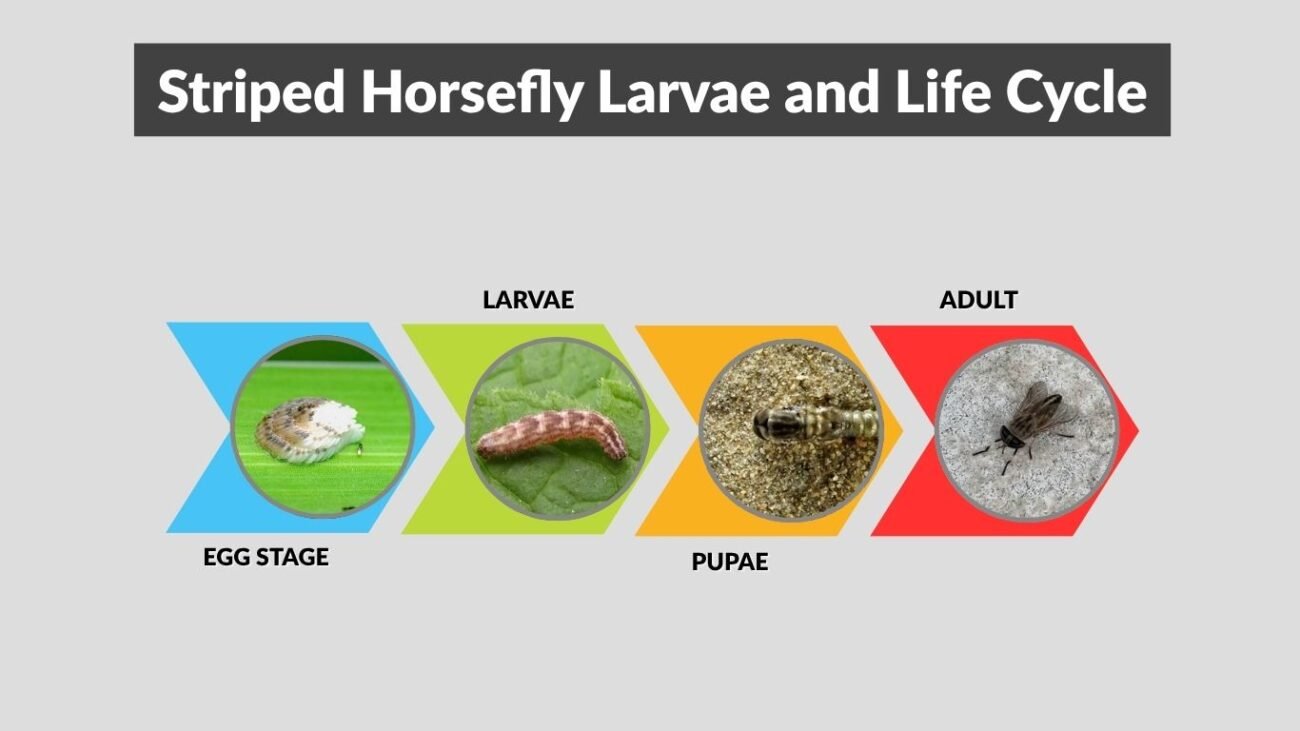 Striped Horsefly Larvae and Life Cycle