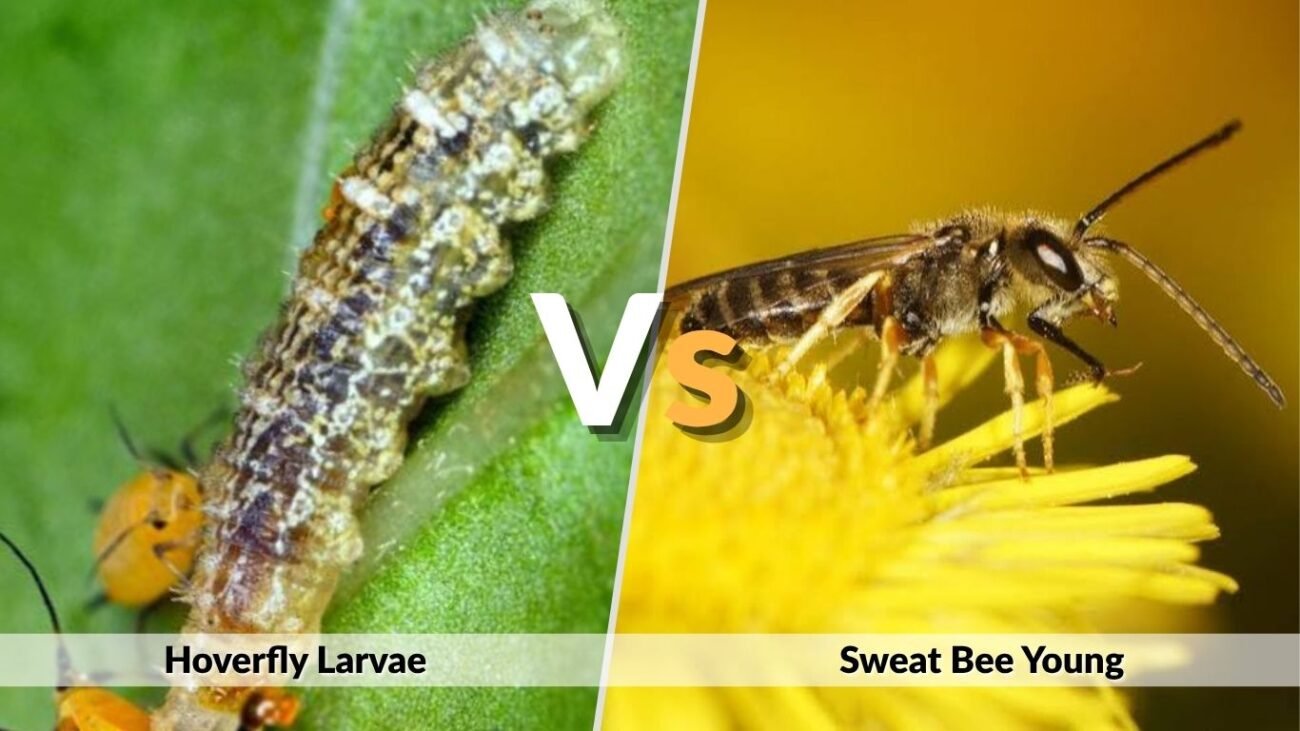 Hoverfly Larvae vs Sweat Bee Young