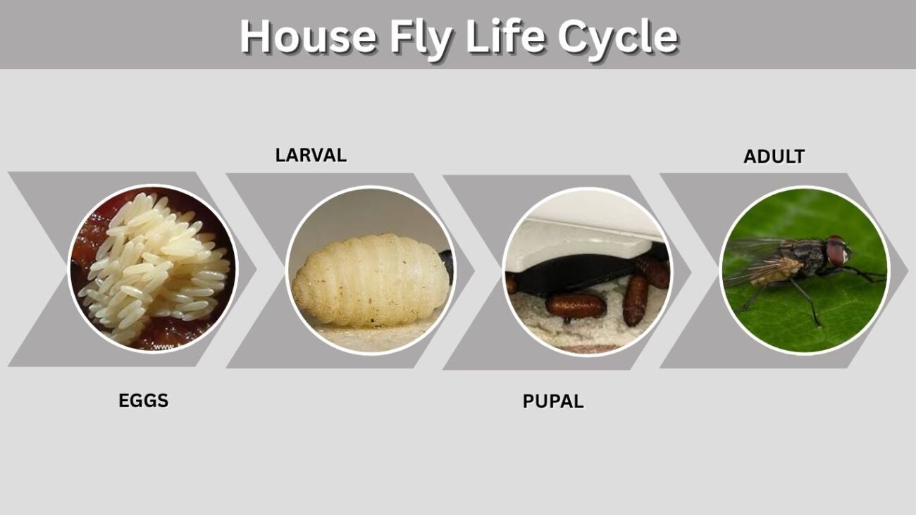 House Fly Life Cycle: Four Stages From Egg to Adult