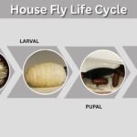 House Fly Life Cycle: Four Stages From Egg to Adult