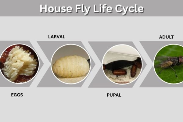 House Fly Life Cycle: Four Stages From Egg to Adult